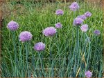 Allium ledebourianum | Bieslook, Look | Schnittlauch | Chives