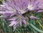 Allium ledebourianum | Bieslook, Look | Schnittlauch | Chives