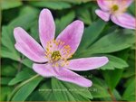 Anemone nemorosa 'Marie Rose' | Bosanemoon, Anemoon | Busch-Windr&ouml;schen | Wood Anemone