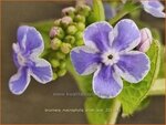 Brunnera macrophylla 'Silver Star' | Kaukasische vergeet-mij-nietje, Balkan vergeet-mij-nietje, Vast vergeet-mij-niet