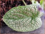 Brunnera macrophylla 'Silver Star' | Kaukasische vergeet-mij-nietje, Balkan vergeet-mij-nietje, Vast vergeet-mij-niet