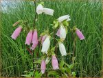 Campanula punctata | Klokjesbloem, Klokje | Gepunktete Glockenblume | Spotted Bellflower