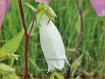Campanula punctata | Klokjesbloem, Klokje | Gepunktete Glockenblume | Spotted Bellflower