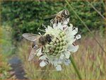 Cephalaria leucantha | Reuzenscabiosa, Schoepkruid, Plathoofd | Gro&szlig;er Schuppenkopf | Giant Scabious