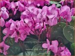 Cyclamen coum 'Pink' | Rondbladige cyclaam, Kleine cyclaam, Cyclaam, Alpenviooltje, Tuincyclaam | Fr&uuml;hlings-Alpenvei