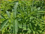 Datisca cannabina | Valse hennep | Scheinhanf | False Hemp