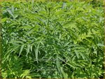 Datisca cannabina | Valse hennep | Scheinhanf | False Hemp