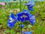 Delphinium 'Blue Bird' | Ridderspoor | Rittersporn | Larkspur