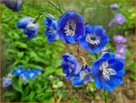 Delphinium 'Blue Bird' | Ridderspoor | Rittersporn | Larkspur