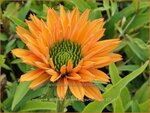 Echinacea purpurea 'Sunseekers Pumpkin Pie' | Zonnehoed, Rode zonnehoed | Sonnenhut | Coneflower