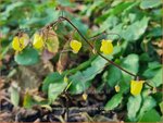 Epimedium 'Sunny and Share' | Elfenbloem | Elfenblume | Barrenwort
