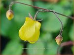 Epimedium 'Sunny and Share' | Elfenbloem | Elfenblume | Barrenwort