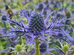 Eryngium 'Lapis Blue' | Kruisdistel, Blauwe distel | Mannstreu | Eryngo
