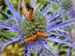 Eryngium 'Lapis Blue' | Kruisdistel, Blauwe distel | Mannstreu | Eryngo