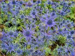 Eryngium 'Lapis Blue' | Kruisdistel, Blauwe distel | Mannstreu | Eryngo