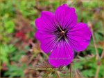 Geranium 'Dark Eyes' | Ooievaarsbek, Tuingeranium, Geranium | Storchschnabel | Cranesbill