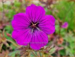 Geranium 'Dark Eyes' | Ooievaarsbek, Tuingeranium, Geranium | Storchschnabel | Cranesbill