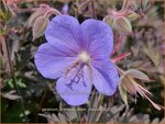 Geranium pratense 'Boom Chocolatta' | Beemdooievaarsbek, Weideooievaarsbek, Ooievaarsbek, Tuingeranium, Geranium | Wi