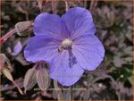 Geranium pratense 'Boom Chocolatta' | Beemdooievaarsbek, Weideooievaarsbek, Ooievaarsbek, Tuingeranium, Geranium | Wi