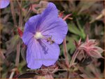 Geranium pratense 'Boom Chocolatta' | Beemdooievaarsbek, Weideooievaarsbek, Ooievaarsbek, Tuingeranium, Geranium | Wi