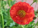 Geum 'Red Wings' | Nagelkruid | Nelkenwurz | Avens