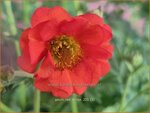 Geum 'Red Wings' | Nagelkruid | Nelkenwurz | Avens