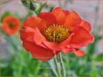 Geum 'Red Wings' | Nagelkruid | Nelkenwurz | Avens