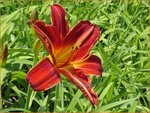 Hemerocallis 'Chewonki' | Daglelie | Taglilie | Day Lily