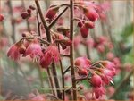 Heuchera 'Peppermint Spice' | Purperklokje | Purpurgl&ouml;ckchen | Coral Bells