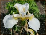 Iris x sibtosa 'Butterfly Fountain' | Iris, Lis | Schwertlilie | Flag