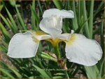 Iris x sibtosa 'Butterfly Fountain' | Iris, Lis | Schwertlilie | Flag