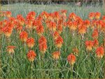 Kniphofia 'Poco Daybreak' | Vuurpijl, Fakkellelie | Fackellilie | Red Hot Poker