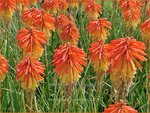 Kniphofia 'Poco Daybreak' | Vuurpijl, Fakkellelie | Fackellilie | Red Hot Poker