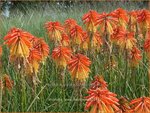 Kniphofia 'Poco Daybreak' | Vuurpijl, Fakkellelie | Fackellilie | Red Hot Poker