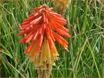 Kniphofia 'Poco Daybreak' | Vuurpijl, Fakkellelie | Fackellilie | Red Hot Poker