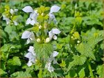 Lamium maculatum 'Happy Bee White' | Gevlekte dovenetel, Gestreepte dovenetel, Dovenetel | Gefleckte Taubnessel | Spo