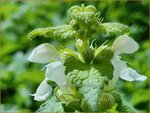 Lamium maculatum 'Happy Bee White' | Gevlekte dovenetel, Gestreepte dovenetel, Dovenetel | Gefleckte Taubnessel | Spo