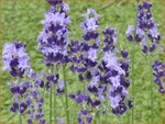 Lavandula angustifolia 'Contrast' | Echte lavendel, Gewone lavendel, Lavendel | Echter Lavendel | English Lavender