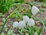 Leucojum aestivum 'Gravetye Giant' | Zomerklokje, Narcisklokje | Sommer-Knotenblume | Snowbell