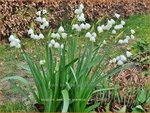 Leucojum aestivum 'Gravetye Giant' | Zomerklokje, Narcisklokje | Sommer-Knotenblume | Snowbell