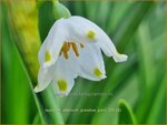 Leucojum aestivum 'Gravetye Giant' | Zomerklokje, Narcisklokje | Sommer-Knotenblume | Snowbell