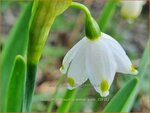 Leucojum aestivum 'Gravetye Giant' | Zomerklokje, Narcisklokje | Sommer-Knotenblume | Snowbell