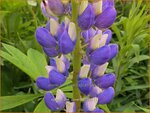 Lupinus 'The Governor' | Lupine | Lupine | Lupin
