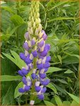 Lupinus 'The Governor' | Lupine | Lupine | Lupin