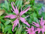 Lychnis flos-cuculi 'Nana' | Echte koekoeksbloem, Koekoeksbloem | Kuckucks-Lichtnelke | Ragged Robin