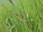 Molinia caerulea 'Amber Glow' | Pijpenstrootje | Kleines Pfeifengras | Purple Moorgrass