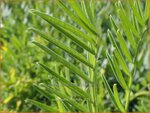 Onobrychis viciifolia | Esparcette | Futteresparsette | Esparcet