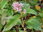 Persicaria campanulata 'Rosenrot' | Belletjesduizendknoop, Klokjesduizendknoop, Duizendknoop | Glockenkn&ouml;t