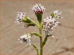 Petasites fragrans | Winterheliotroop, Hoefblad | Winter-Heliotrop | Winter heliotrope