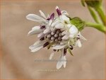 Petasites fragrans | Winterheliotroop, Hoefblad | Winter-Heliotrop | Winter heliotrope